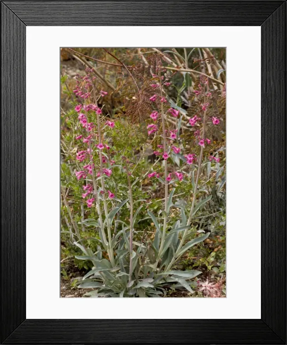 Framed Print : Picture No. 10890394
