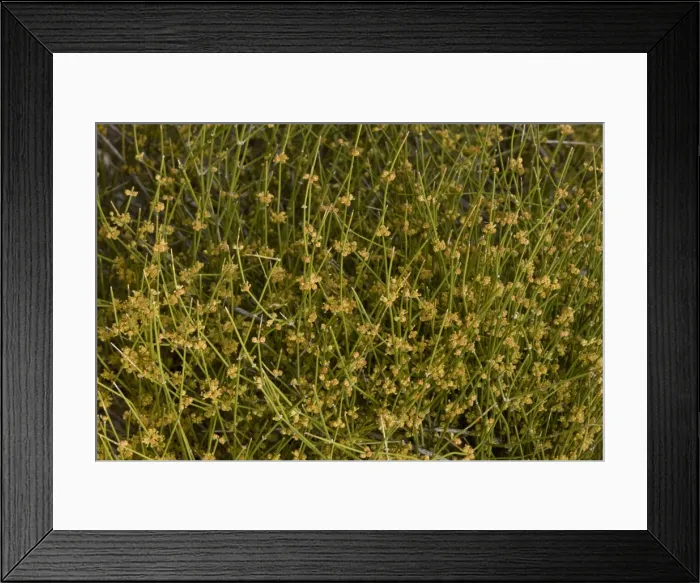 Framed Print : Picture No. 10890397 Framed Print : Picture No. 10890397