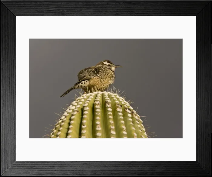 Framed Print : Picture No. 10890395 Framed Print : Picture No. 10890395