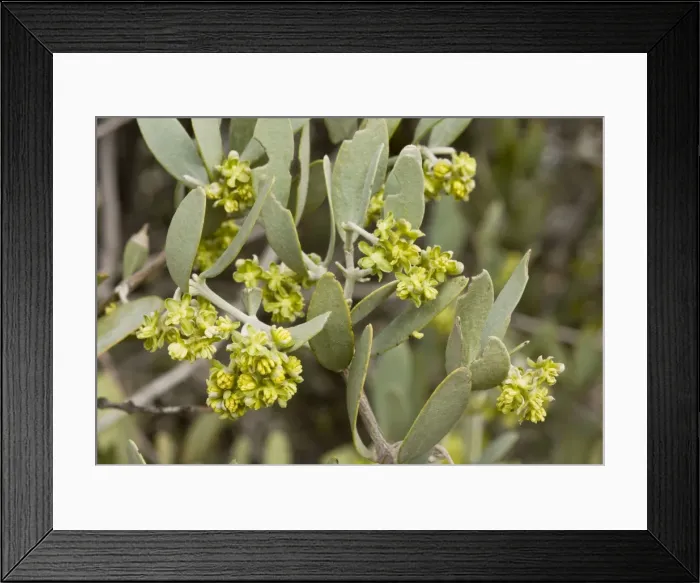 Framed Print : Picture No. 10890393 Framed Print : Picture No. 10890393