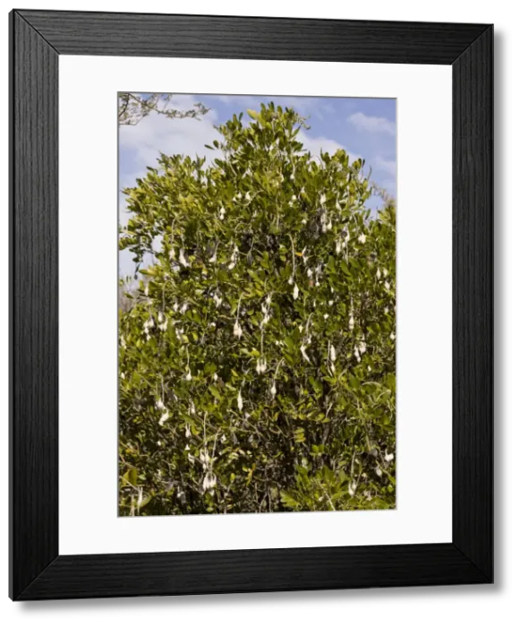 Framed Print : Picture No. 10890399 Framed Print : Picture No. 10890399