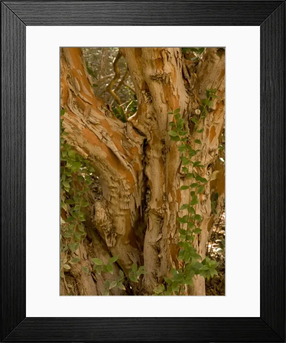 Framed Print : Picture No. 10890401 Framed Print : Picture No. 10890401