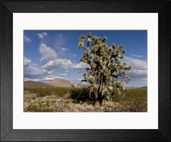 Framed Print : Picture No. 10890402 Framed Print : Picture No. 10890402