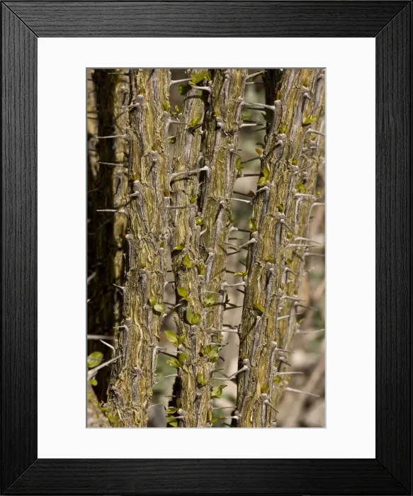 Framed Print : Picture No. 10890398