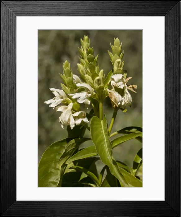 Framed Print : Picture No. 10890400 Framed Print : Picture No. 10890400