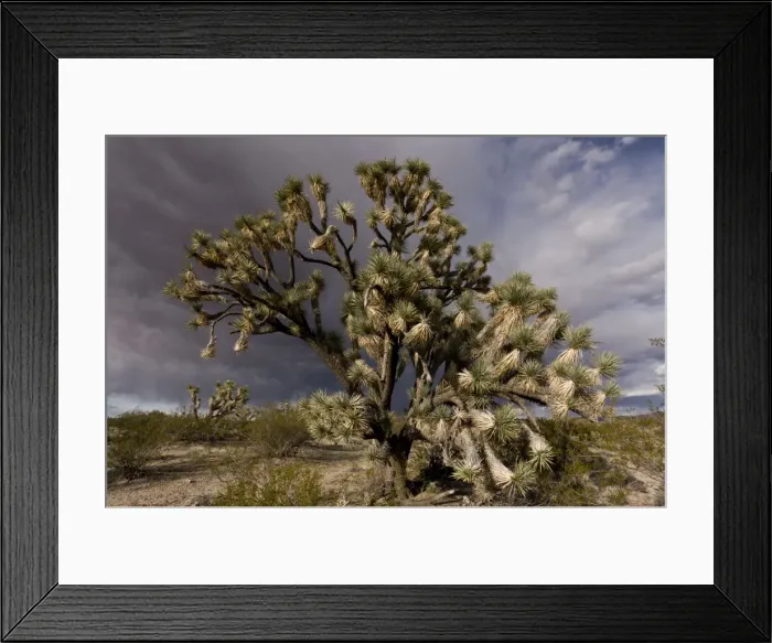 Framed Print : Picture No. 10890403 Framed Print : Picture No. 10890403