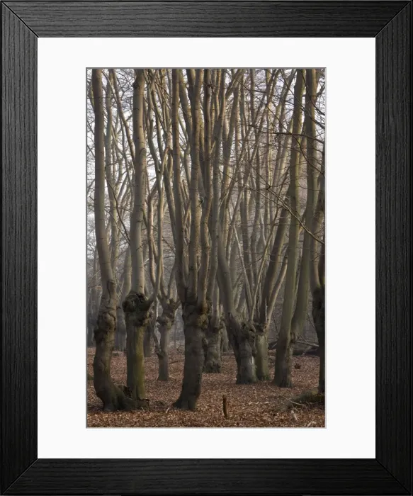 Framed Print : Picture No. 10890414