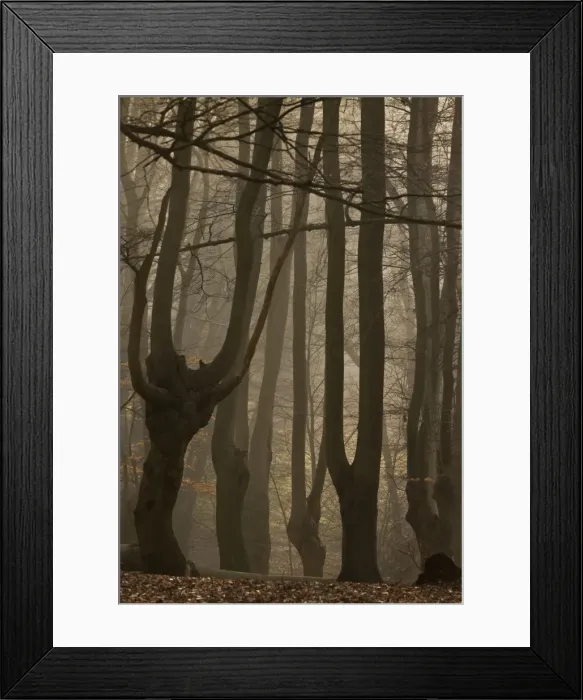 Framed Print : Picture No. 10890419 Framed Print : Picture No. 10890419