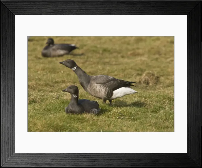 Framed Print : Picture No. 10890421 Framed Print : Picture No. 10890421