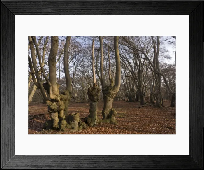 Framed Print : Picture No. 10890420 Framed Print : Picture No. 10890420