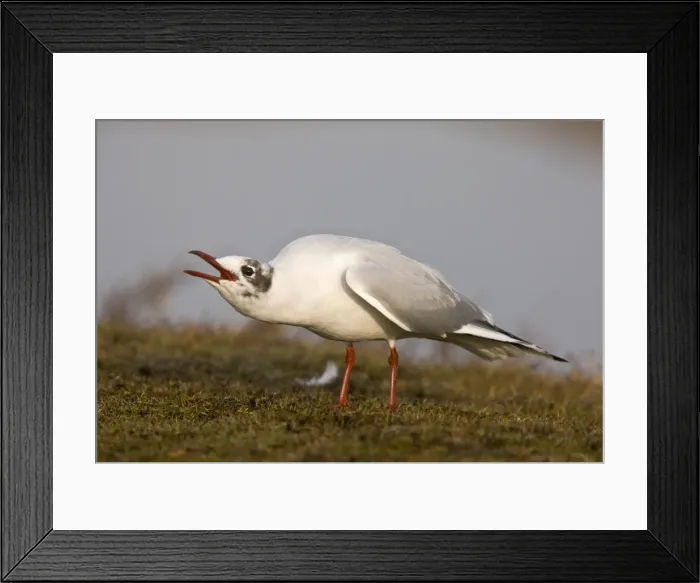 Framed Print : Picture No. 10890426 Framed Print : Picture No. 10890426