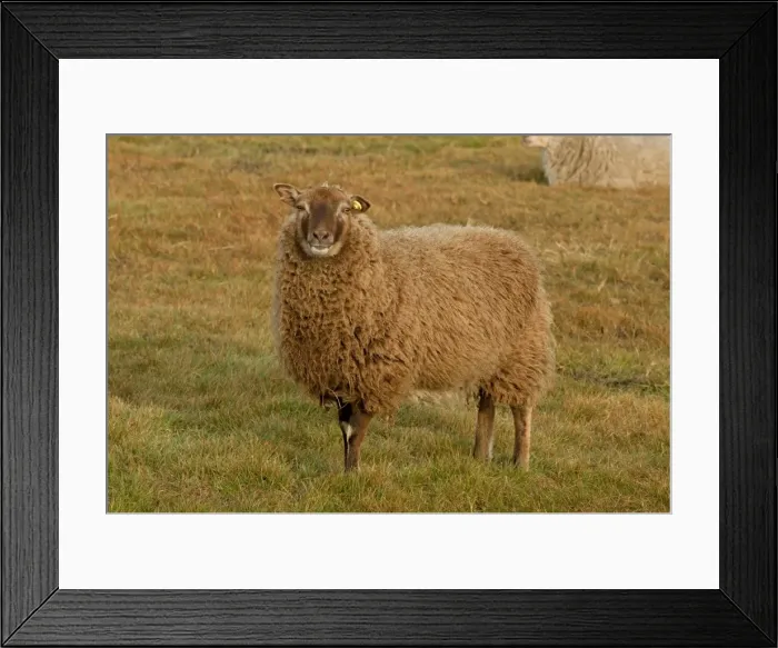 Framed Print : Picture No. 10890425 Framed Print : Picture No. 10890425