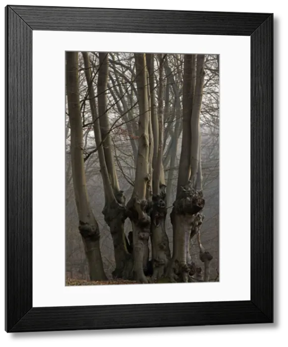Framed Print : Picture No. 10890418 Framed Print : Picture No. 10890418