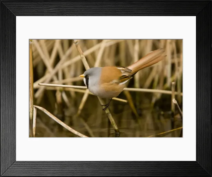 Framed Print : Picture No. 10890428 Framed Print : Picture No. 10890428