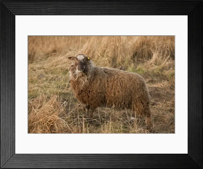 Framed Print : Picture No. 10890424 Framed Print : Picture No. 10890424