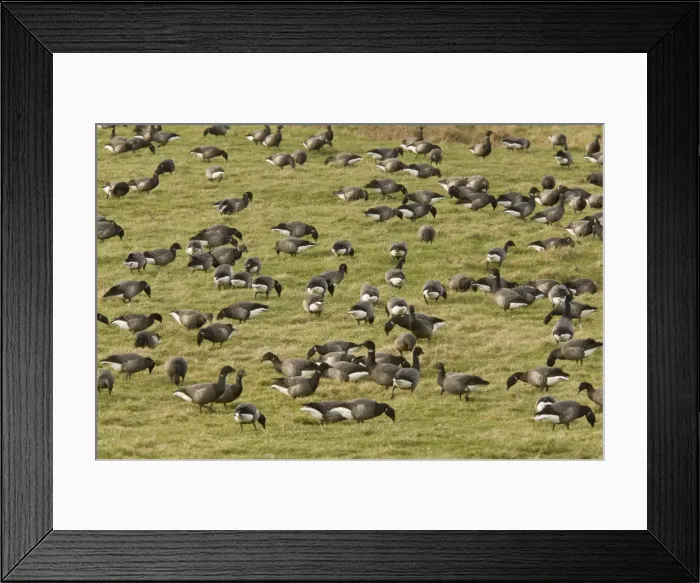 Framed Print : Picture No. 10890427