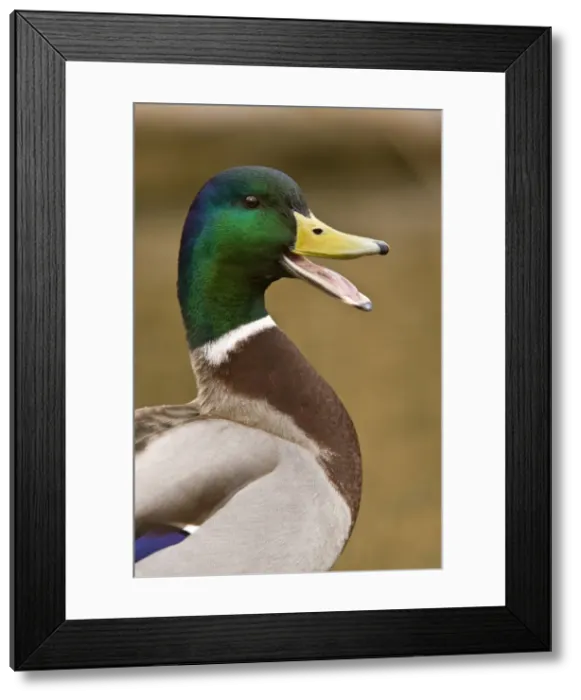 Framed Print : Picture No. 10890430 Framed Print : Picture No. 10890430