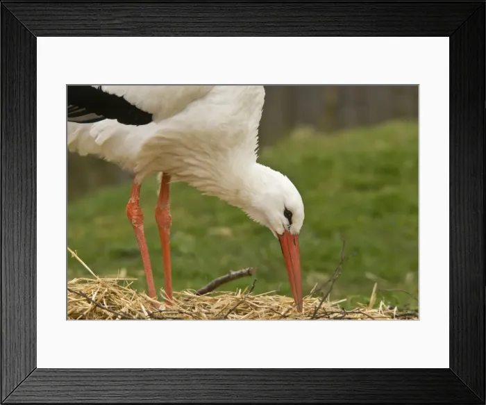 Framed Print : Picture No. 10890433 Framed Print : Picture No. 10890433