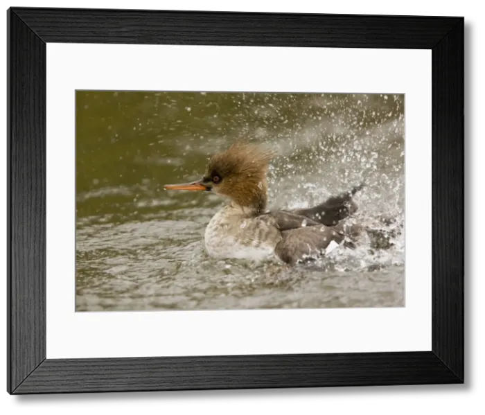 Framed Print : Picture No. 10890432 Framed Print : Picture No. 10890432