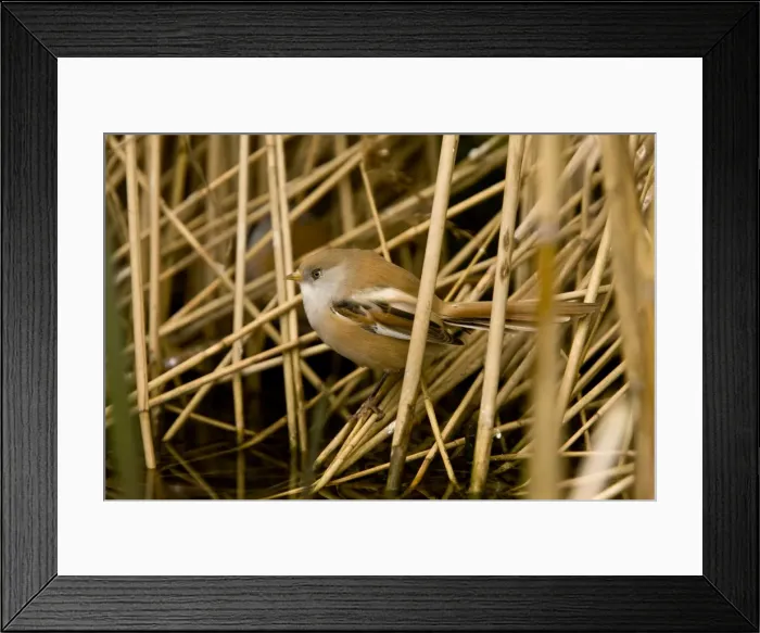 Framed Print : Picture No. 10890429 Framed Print : Picture No. 10890429