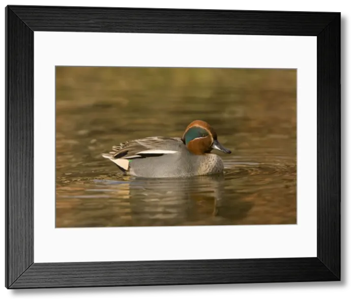 Framed Print : Picture No. 10890434 Framed Print : Picture No. 10890434