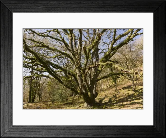 Framed Print : Picture No. 10890437 Framed Print : Picture No. 10890437