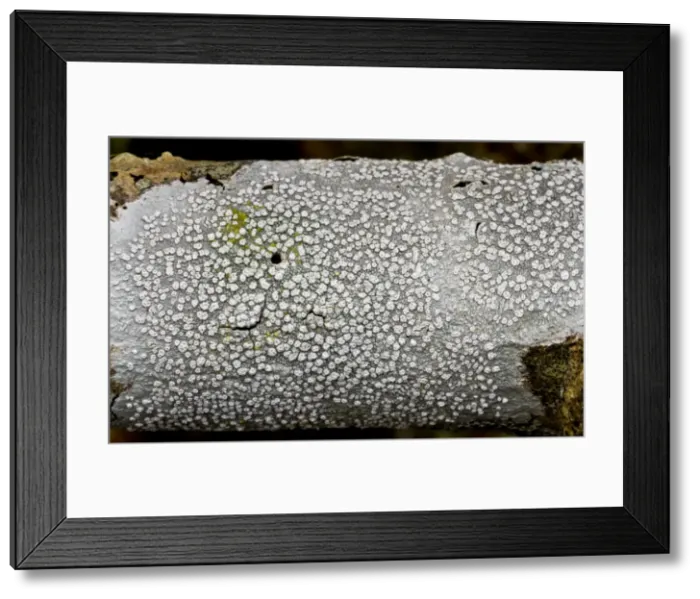 Framed Print : Picture No. 10890436 Framed Print : Picture No. 10890436