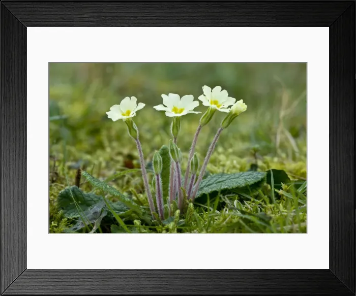 Framed Print : Picture No. 10890441 Framed Print : Picture No. 10890441