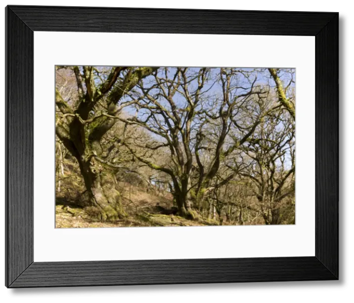 Framed Print : Picture No. 10890438 Framed Print : Picture No. 10890438