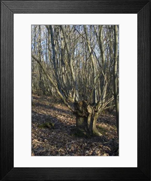 Framed Print : Picture No. 10890447 Framed Print : Picture No. 10890447