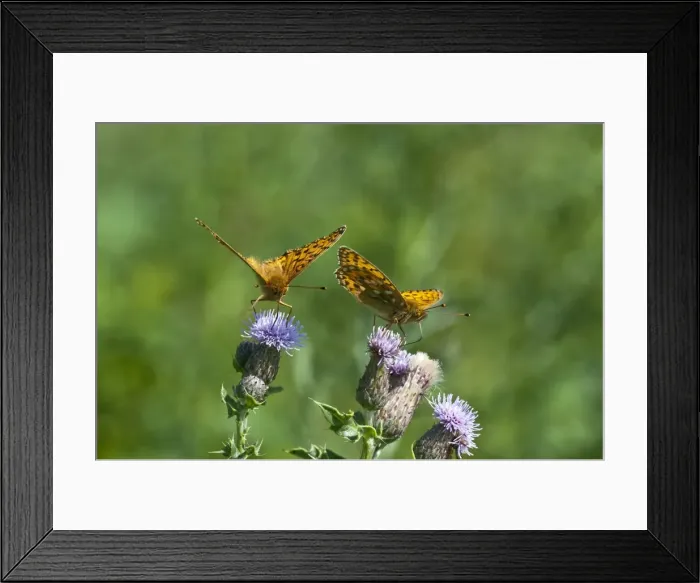 Framed Print : Picture No. 10890454