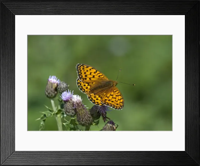 Framed Print : Picture No. 10890455 Framed Print : Picture No. 10890455