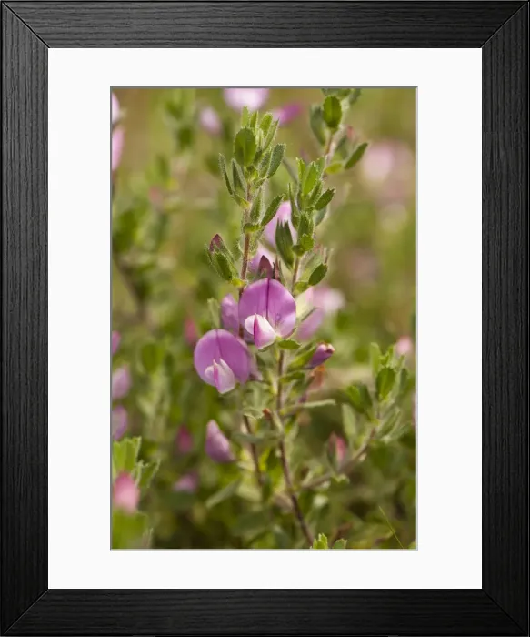 Framed Print : Picture No. 10890475 Framed Print : Picture No. 10890475
