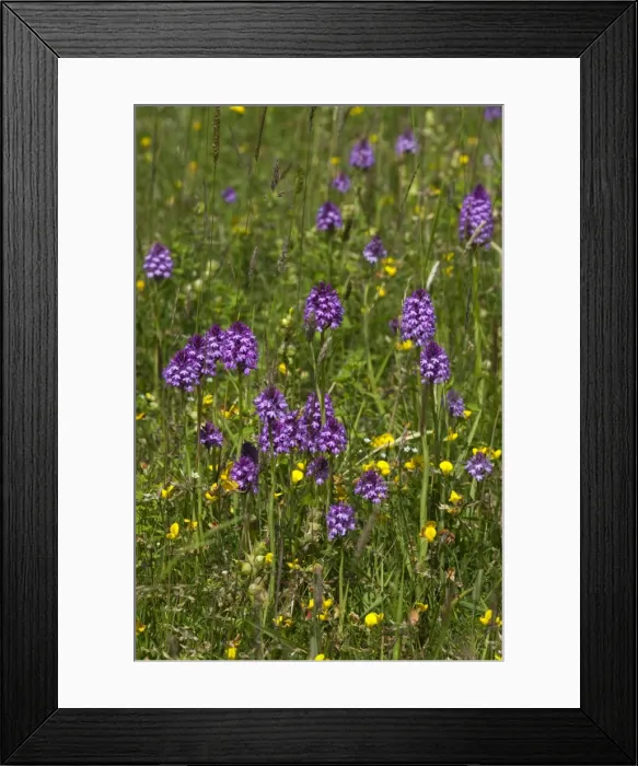 Framed Print : Picture No. 10890457 Framed Print : Picture No. 10890457