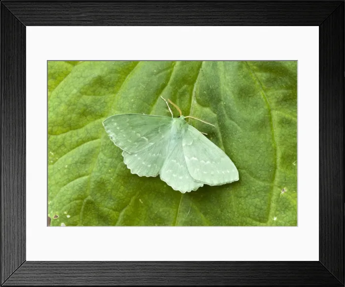 Framed Print : Picture No. 10890452 Framed Print : Picture No. 10890452