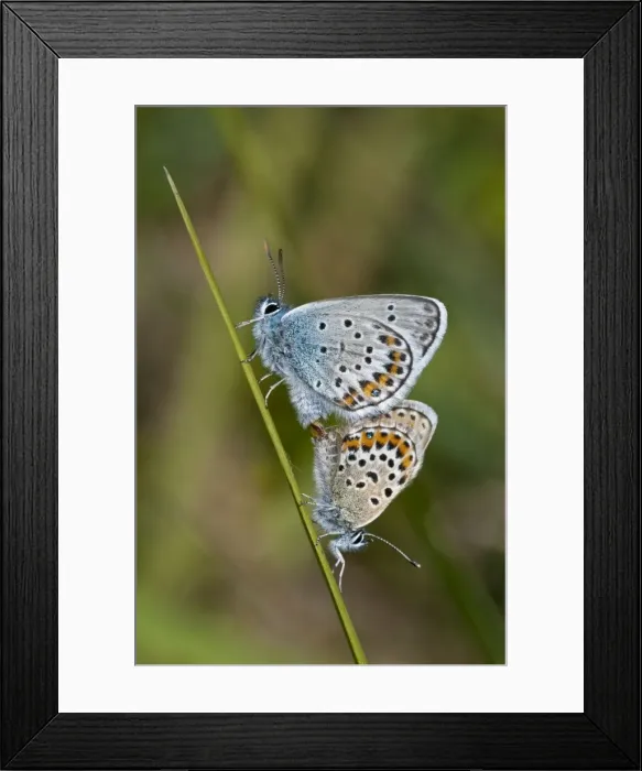 Framed Print : Picture No. 10890456