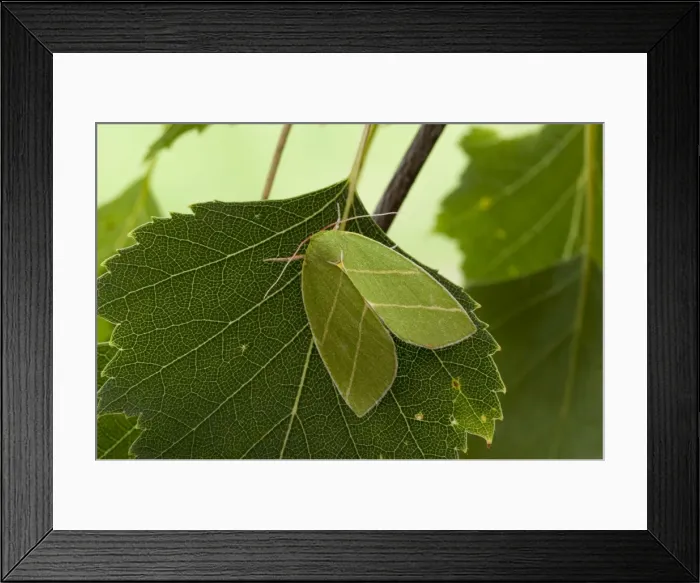 Framed Print : Picture No. 10890458 Framed Print : Picture No. 10890458
