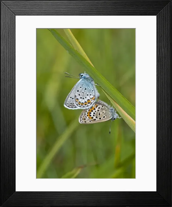 Framed Print : Picture No. 10890453 Framed Print : Picture No. 10890453