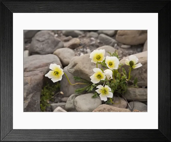 Framed Print : Picture No. 10890460 Framed Print : Picture No. 10890460
