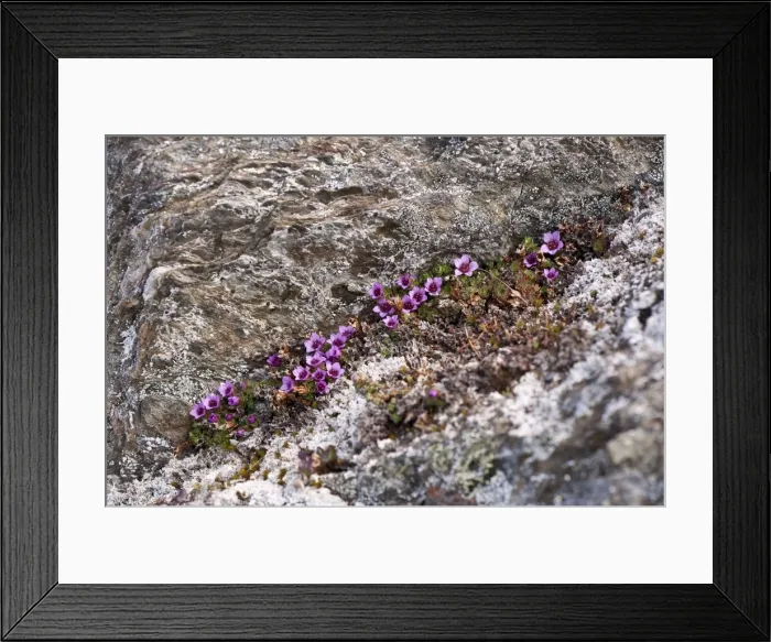 Framed Print : Picture No. 10890466 Framed Print : Picture No. 10890466