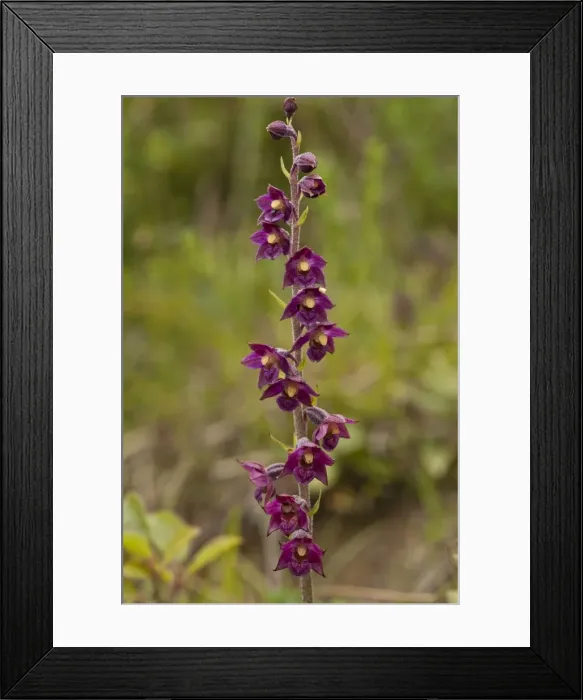 Framed Print : Picture No. 10890469 Framed Print : Picture No. 10890469