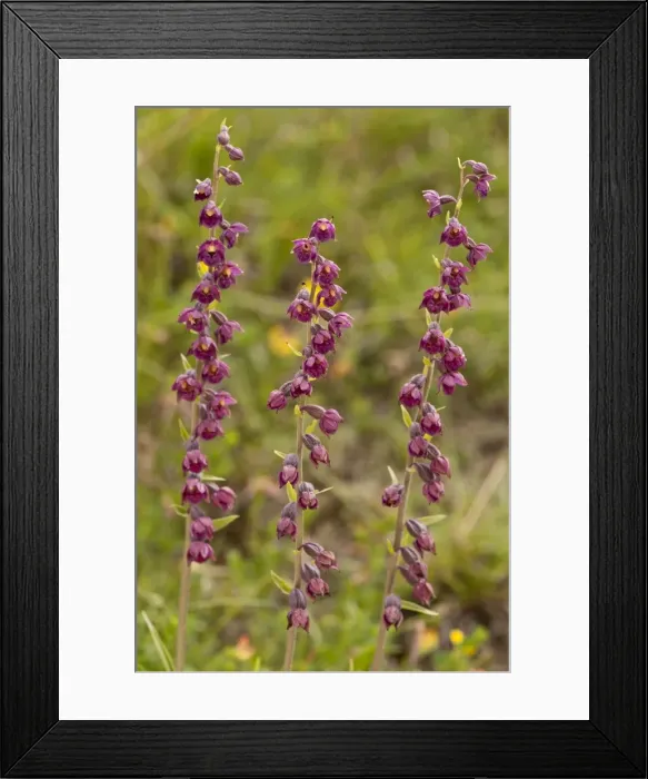 Framed Print : Picture No. 10890471 Framed Print : Picture No. 10890471