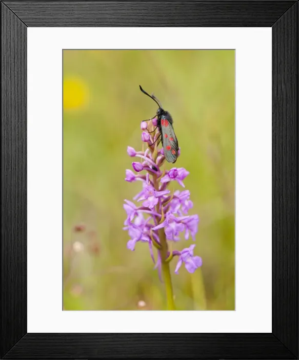 Framed Print : Picture No. 10890468