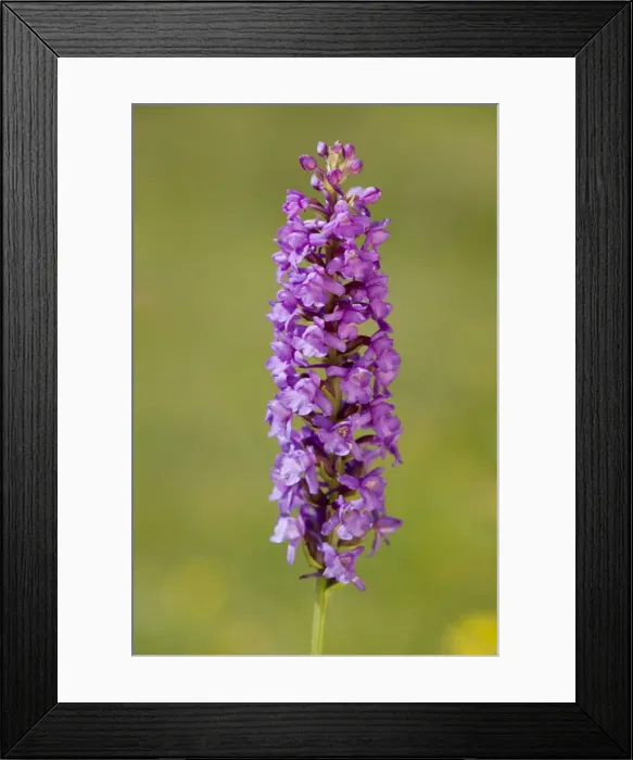 Framed Print : Picture No. 10890473 Framed Print : Picture No. 10890473