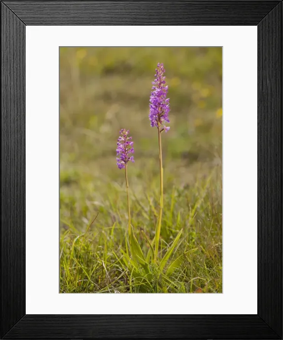 Framed Print : Picture No. 10890474 Framed Print : Picture No. 10890474