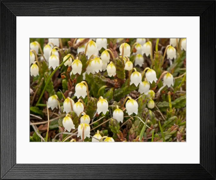 Framed Print : Picture No. 10890477 Framed Print : Picture No. 10890477