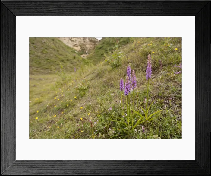 Framed Print : Picture No. 10890470 Framed Print : Picture No. 10890470