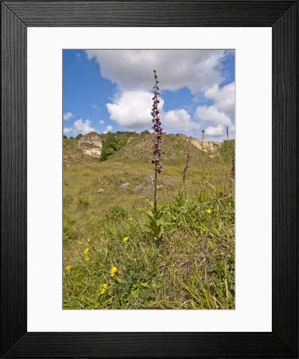 Framed Print : Picture No. 10890472 Framed Print : Picture No. 10890472