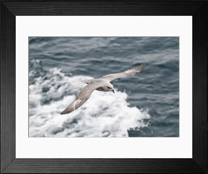 Framed Print : Picture No. 10890478