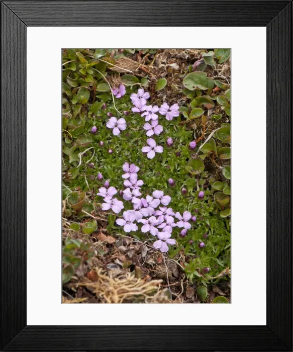 Framed Print : Picture No. 10890481 Framed Print : Picture No. 10890481